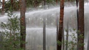 Une forêt arrosée par des jets d'eau