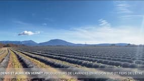 Agriculteur du Sud : Denis et Aurélien VERNET, producteurs de lavandes en Région Sud et fiers de l'être