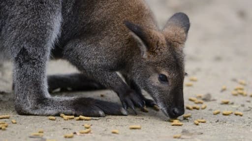 Un wxallaby - Image d'illustration