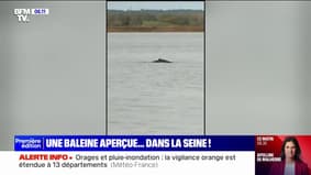 Une baleine à bosse aperçue dans l'estuaire de la Seine