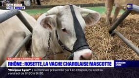 Rhône : Rosette, une vache charolaise du Beaujolais, est au salon de l'agriculture