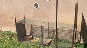 Les habitants de Dettwiller (Bas-Rhin) tentent d'attraper Léon le paon, échappé depuis plusieurs mois.