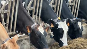 Pétition loi Duplomb: les agriculteurs inquiets