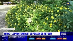 Nord-Pas-de-Calais: de plus en plus d'allergies au pollen