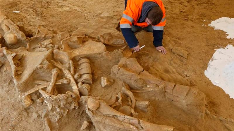 Le mammouth dont le squelette a été découvert à Changis-sur-Marne, près de Paris, a probablement été dépecé par des hommes de Néandertal, ce qui constitue une preuve rare de la coexistence en France des deux espèces. /Photo prise le 8 novembre 2012/REUTER