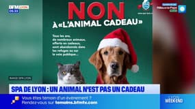 Un animal n'est pas "un cadeau": la campagne de la SPA de Lyon contre l'abandon des animaux "offerts" à Noël
