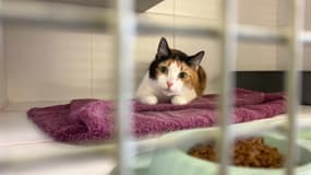 La SPA de Lyon, située à Brignais (Rhône), accueille déjà plus de 230 animaux. 