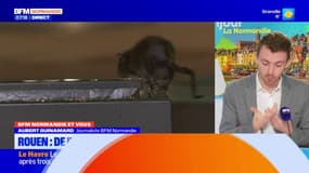 BFM Normandie et vous: les rats de plus en plus présents à Rouen?