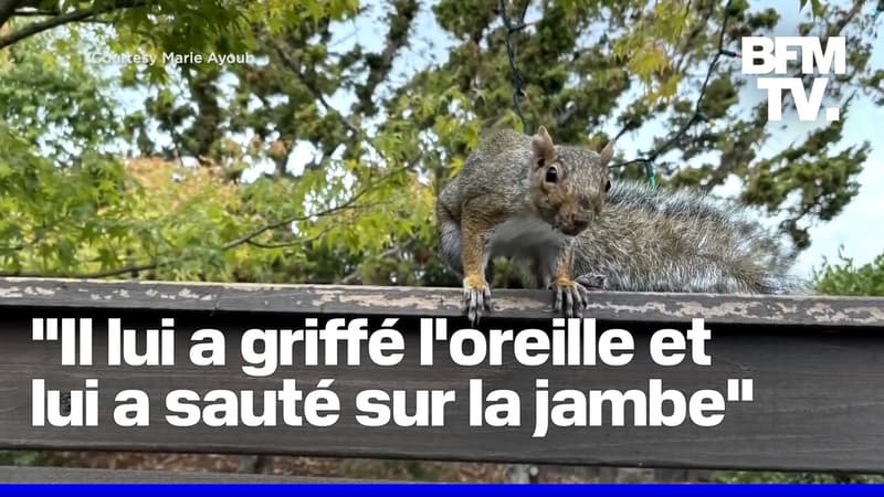 Un écureuil sème la terreur dans une ville californienne aux États-Unis