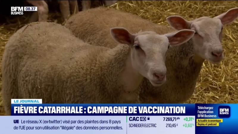 Fièvre catarrhale: campagne de vaccination