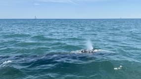 La baleine grise égarée en Méditerranée photographiée le 4 mai 2021 par les pompiers de l'Hérault, au large de Palavas-Les-Flots