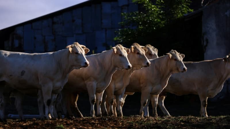 Pourquoi le Mercosur fait peur aux agriculteurs français?