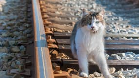 Un chat sur les rails d'un train (ILLUSTRATION)