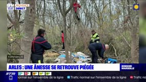 Arles: une ânesse prise au piège dans un marais a été sauvée par les pompiers
