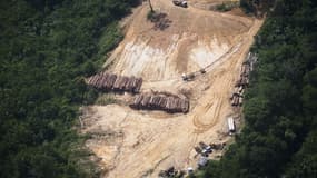 Une exploitation illégale de bois dans la forêt amazonienne au Brésil.