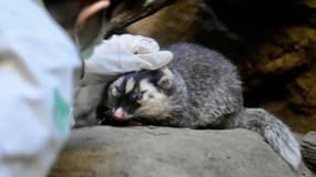 Innocent le pangolin? Le blaireau-furet, nouveau suspect dans la transmission du Covid-19