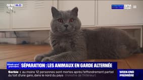 En cas de séparation d'un couple, faut-il instaurer une garde alternée pour les animaux?