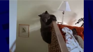 L'un des ours qui s'amusait dans la maison