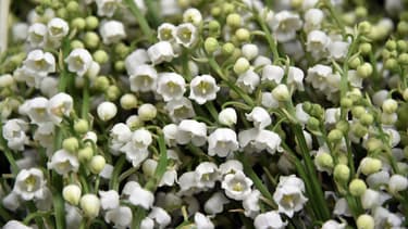 En France, il se vend chaque année 60 millions de brins de muguet. (Photo d'illustration)