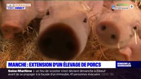 Manche: le projet d'extension d'un élevage de porcs autorisé par le préfet