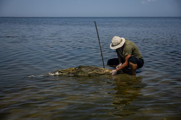A cetacean found dead in Prymorské, Ukraine, August 28, 2022.