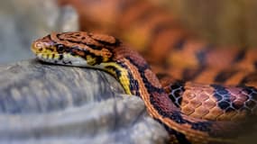 La couleuvre américaine est un serpent pouvant mesurer jusqu'à 1,80 m de long.