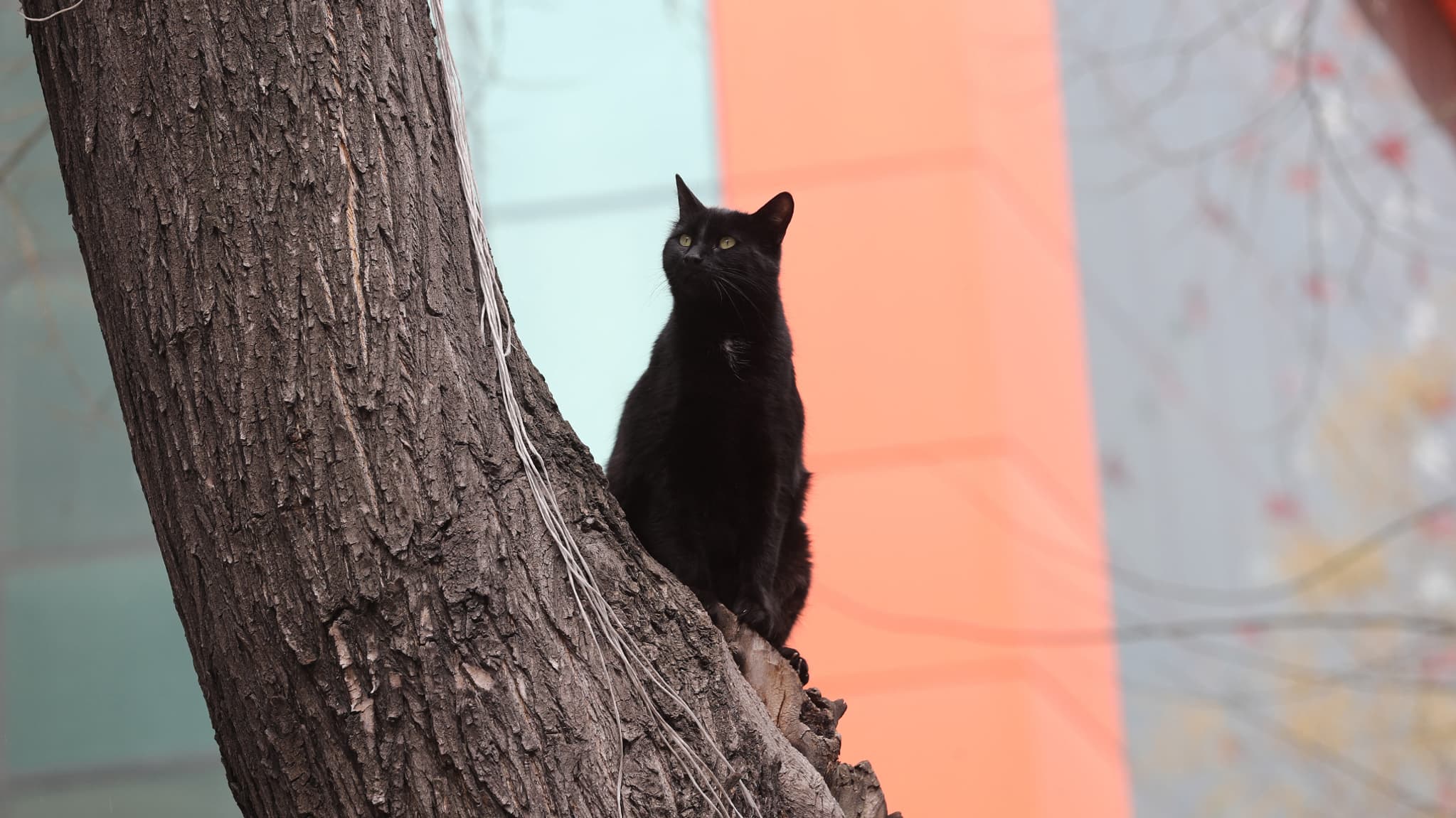 Un chat se tient sur un arbre dans la rue Yuksel à Ankara le 1er avril 2020.