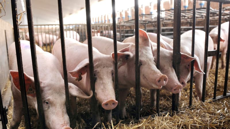 95% de la viande porcine consommée en France est produite dans ces élevages.