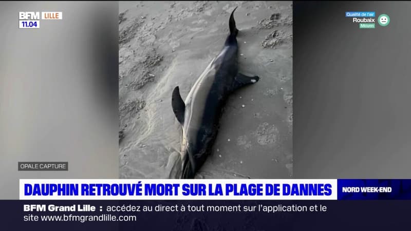 Pas-de-Calais: un dauphin retrouvé mort sur la plage de Dannes, une autopsie sera réalisée pour déterminer les causes du décès