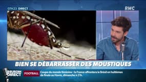 Dupin Quotidien : Comment bien se débarrasser des moustiques ? - 21/06