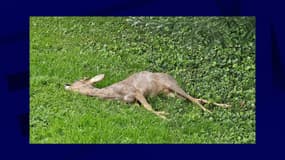 Un chevreuil totalement ivre allongé au sol dans le jardin d'un particulier à Conliège (Jura), le 1er mai 2024. 