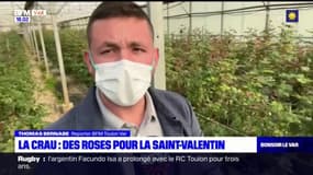 Var: sept variétés de roses cultivées à La Crau