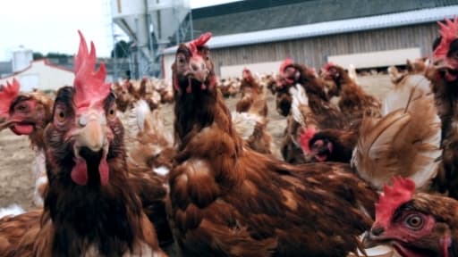 L'abattoir de poulets du breton Tilly-Sabco va pouvoir continuer à tourner deux jours par semaine jusqu'en septembre.