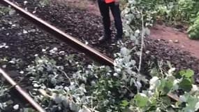 Les images du RER C qui a percuté des branches d'arbres ce matin dans l'Essonne