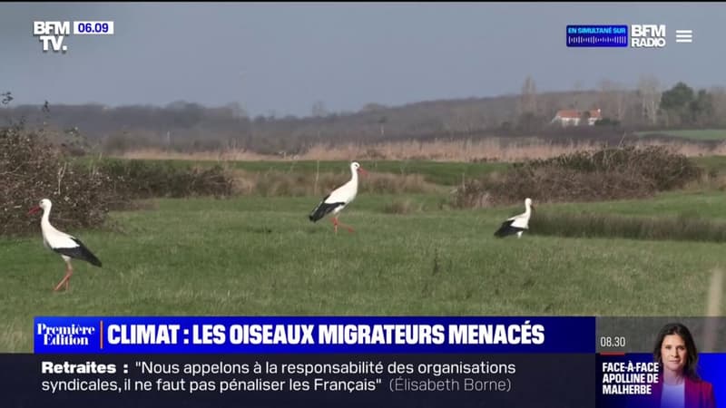 Réchauffement climatique: les cigognes ne migrent plus vers l'Afrique