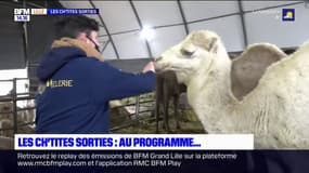 La camélerie de Feignies, le coup de coeur littéraire... Les Ch'tites Sorties du 5 février 2022