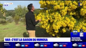 Var: plus d'une centaine d'espèces de fleurs en floraison pour la saison du Mimosa