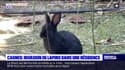 Cagnes-sur-Mer: des lapins envahissent une résidence