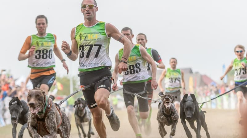 Running: "Des sensations jamais retrouvées ailleurs", canicross, canitrail... pourquoi courir avec son chien "se démocratise"