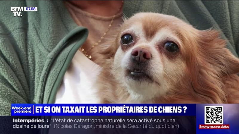 Une taxe pour les propriétaires de chiens comme en Allemagne est-elle envisageable en France?