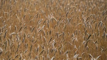 Les céréaliers s'attendent à une moisson "exceptionnelle"