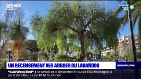 Var: un recensement des arbres du Lavandou