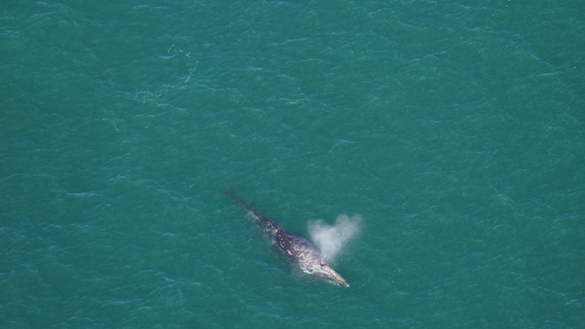 Une baleine grise observée le 1er mars 2024 au sud du Nantucket dans le Massachusetts par l'Aquarium de la Nouvelle-Angleterre (États-Unis). 