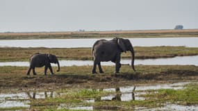 Des éléphants parcourent la rivière Chobe, qui borde le Botswana et la Namibie, à Kasane, le 19 juillet 2022.