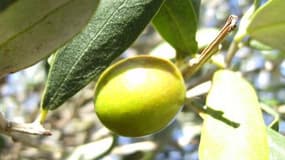 L'Espagne fournit plus de la moitié de l'huile d'olive mondiale.