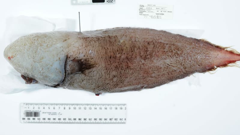 Le poisson "sans visage" redécouvert dans les abysses australiens