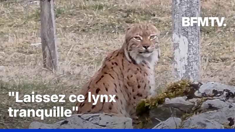En Suisse, des scientifiques veulent capturer un lynx sans oreille pour l'étudier