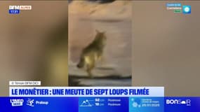 Loups filmés au Monêtier: les habitants du hameau réagissent