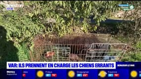 Var: des bénévoles prennent en charge des chiens errants