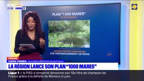 Île-de-France: la région lance son plan "1.000 mares" pour créer de nouvelles zones aquatiques